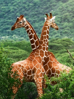 Fondo de pantalla Giraffes in The Zambezi Valley, Zambia 240x320