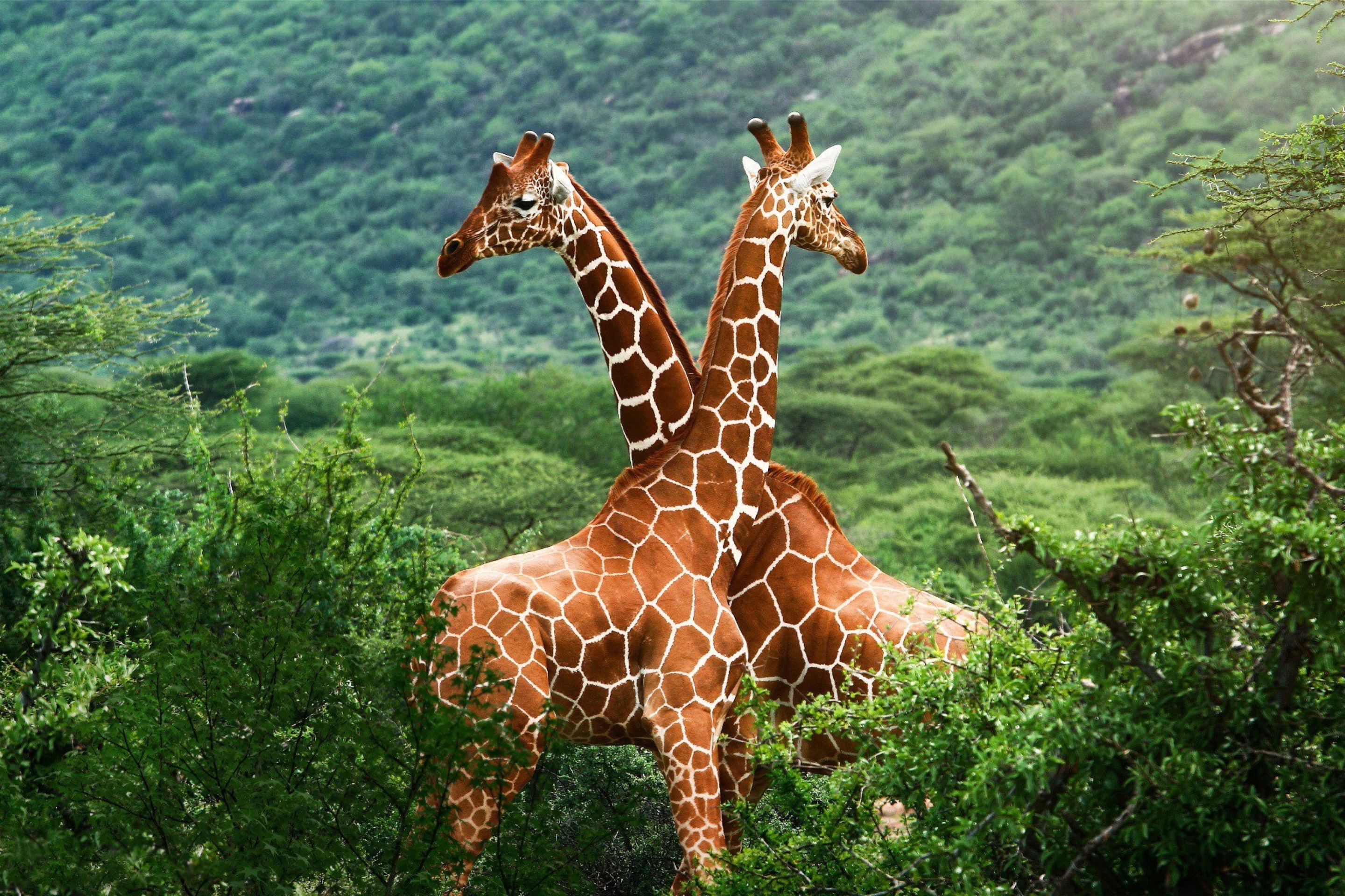 Giraffes in The Zambezi Valley, Zambia wallpaper 2880x1920
