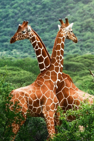 Giraffes in The Zambezi Valley, Zambia wallpaper 320x480