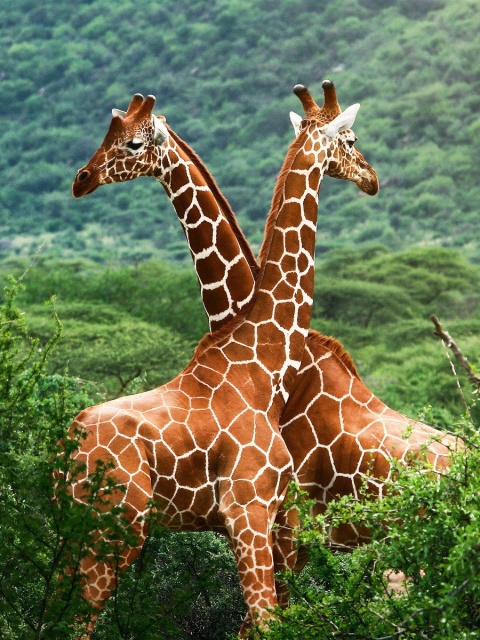 Fondo de pantalla Giraffes in The Zambezi Valley, Zambia 480x640
