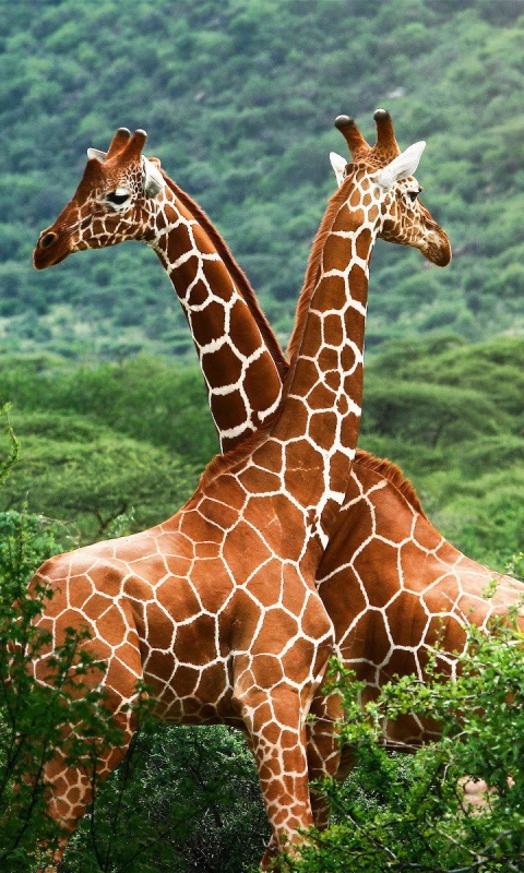 Giraffes in The Zambezi Valley, Zambia wallpaper 480x800