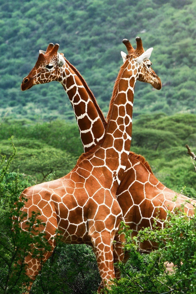 Giraffes in The Zambezi Valley, Zambia wallpaper 640x960