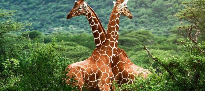 Das Giraffes in The Zambezi Valley, Zambia Wallpaper 720x320