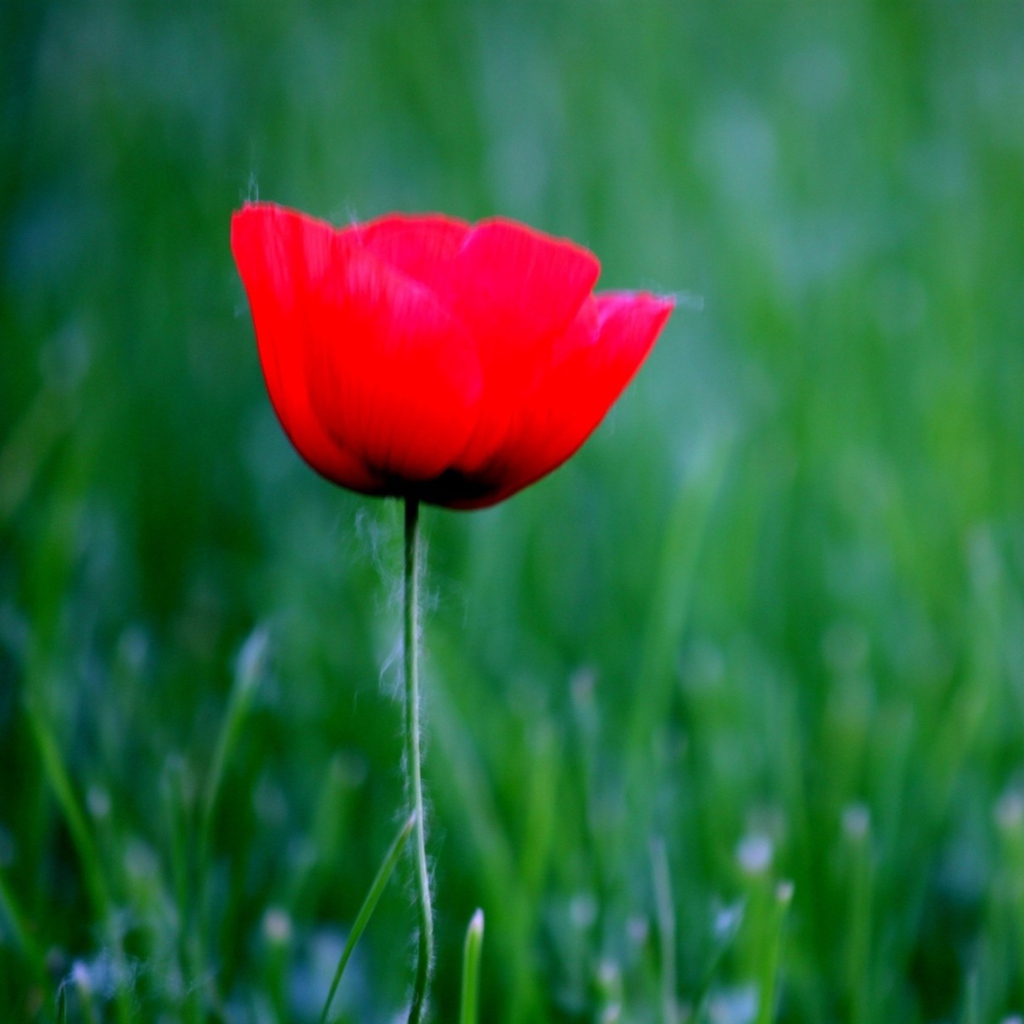 Обои Red Poppy Flower And Green Field Of Grass 1024x1024