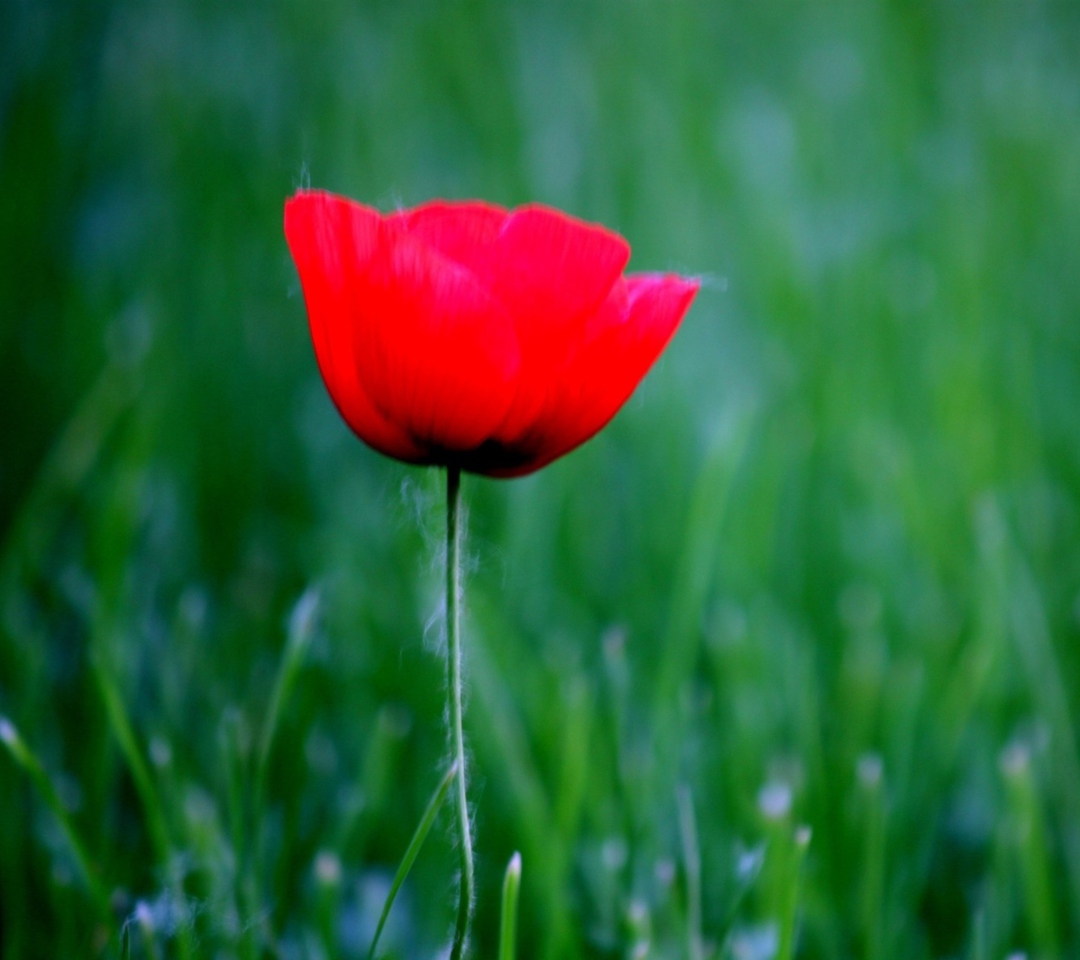 Das Red Poppy Flower And Green Field Of Grass Wallpaper 1080x960