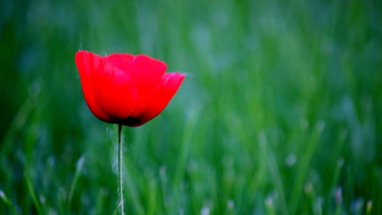 Das Red Poppy Flower And Green Field Of Grass Wallpaper 1280x720