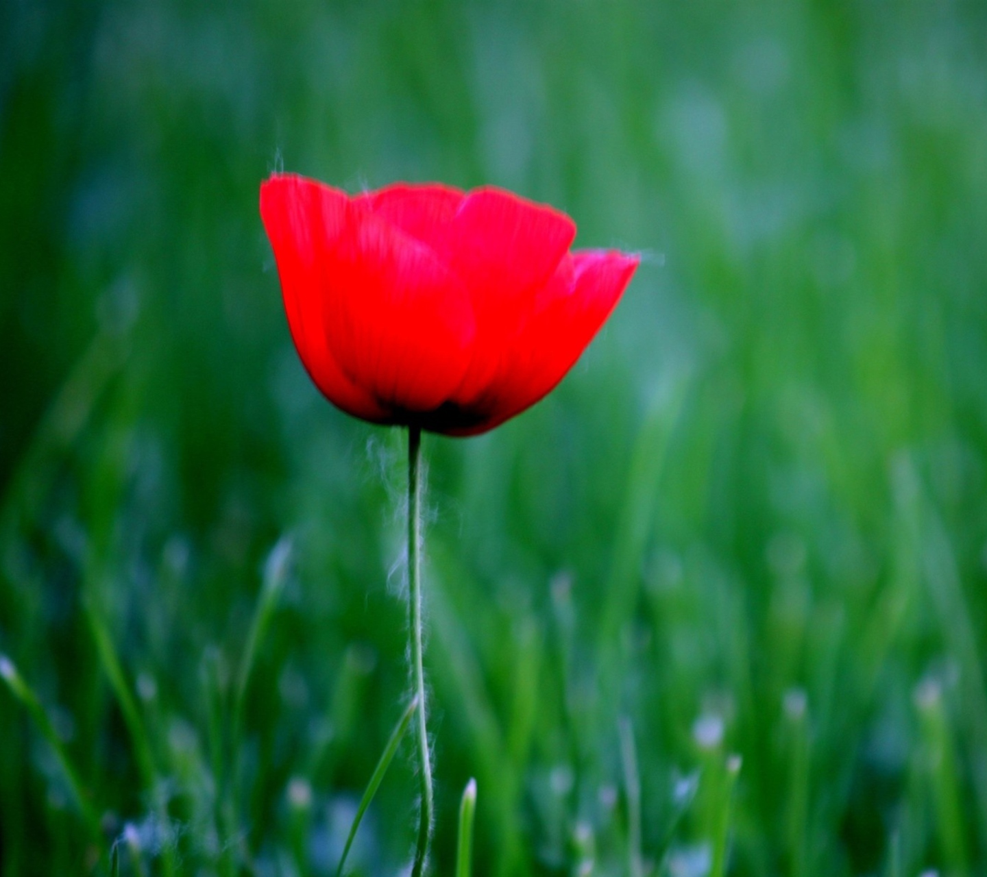 Sfondi Red Poppy Flower And Green Field Of Grass 1440x1280