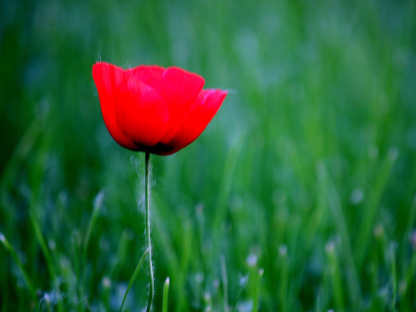 Sfondi Red Poppy Flower And Green Field Of Grass 1600x1200
