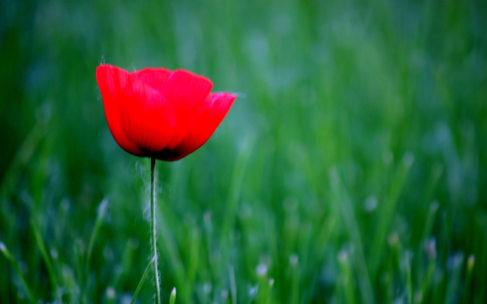 Sfondi Red Poppy Flower And Green Field Of Grass 1680x1050