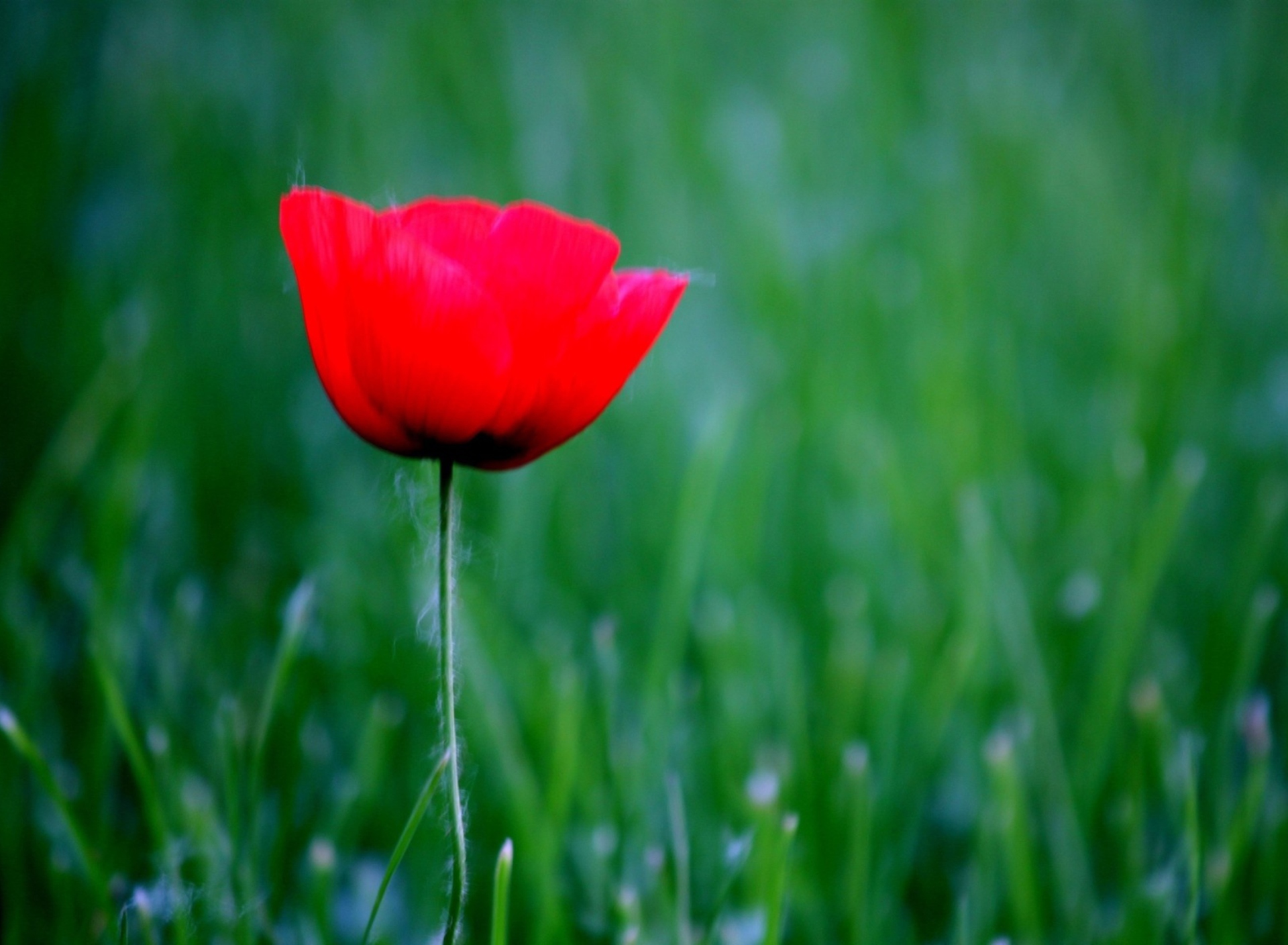 Sfondi Red Poppy Flower And Green Field Of Grass 1920x1408