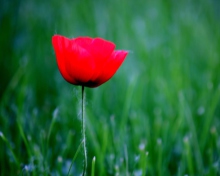 Das Red Poppy Flower And Green Field Of Grass Wallpaper 220x176