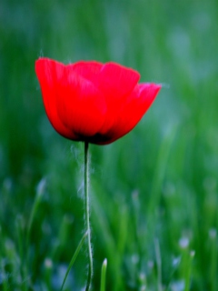 Das Red Poppy Flower And Green Field Of Grass Wallpaper 240x320