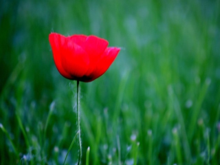 Das Red Poppy Flower And Green Field Of Grass Wallpaper 320x240