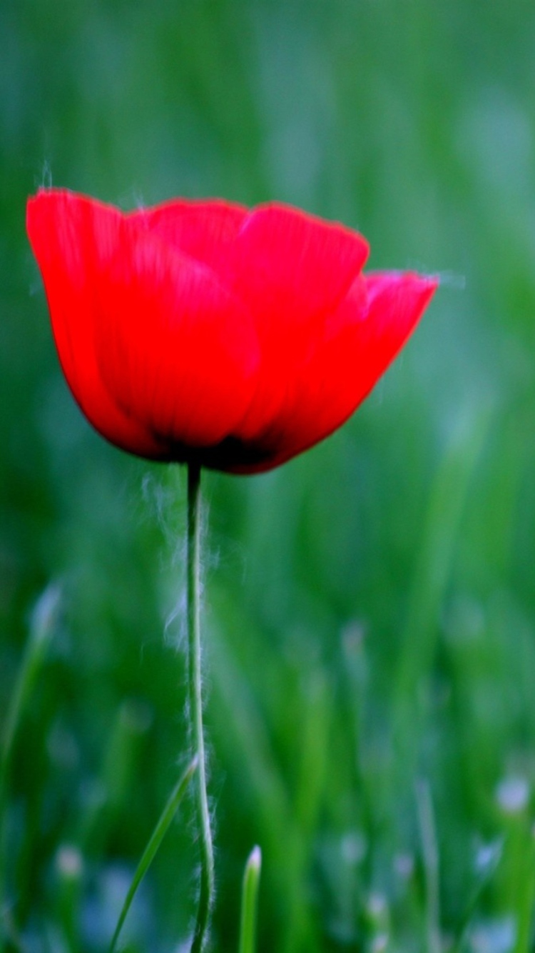 Sfondi Red Poppy Flower And Green Field Of Grass 750x1334
