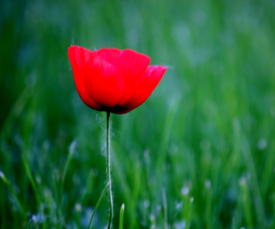 Sfondi Red Poppy Flower And Green Field Of Grass 960x800