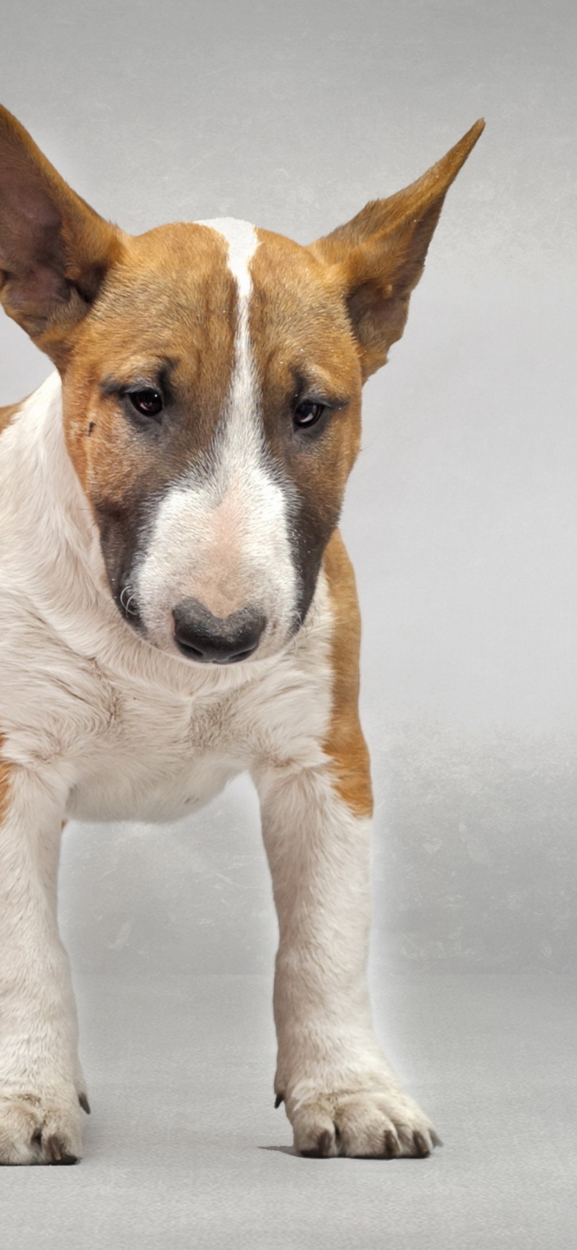 Bull Terrier - Fondos de pantalla gratis para iPhone 11 Pro