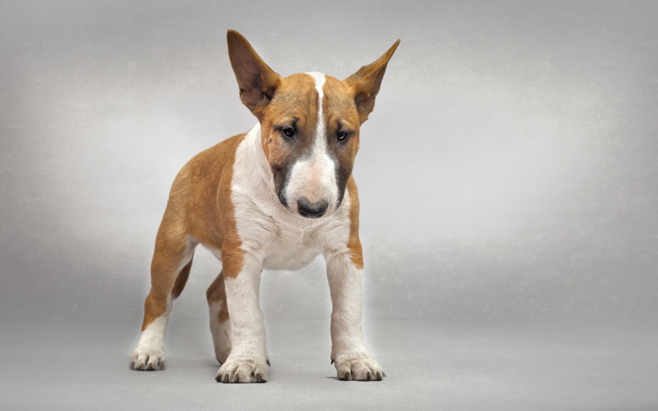 Обои Bull Terrier 1280x800