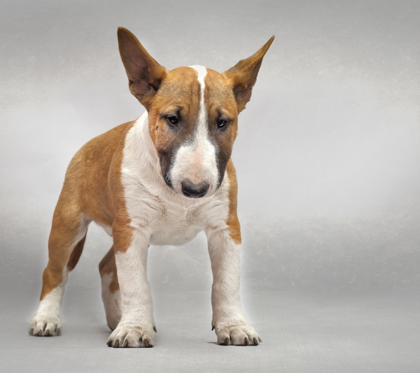 Обои Bull Terrier 1440x1280