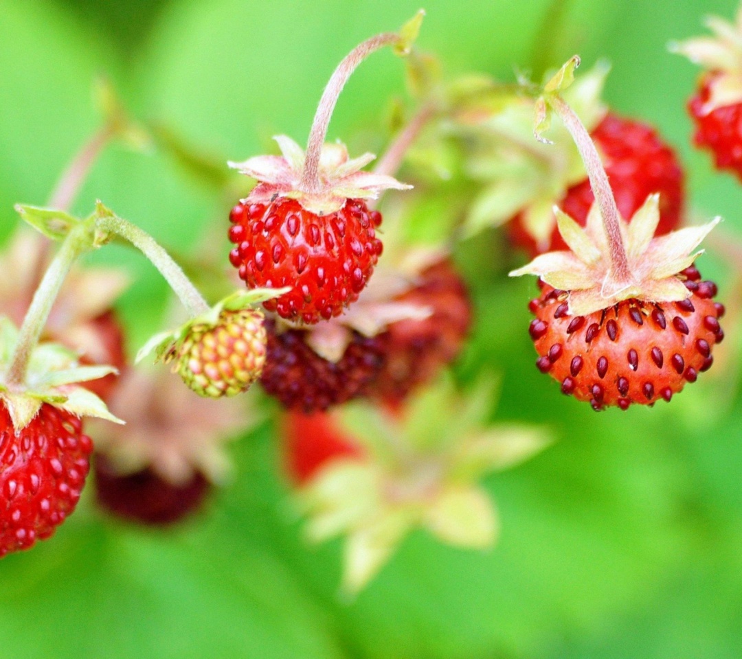 Sfondi Wild Strawberry 1080x960