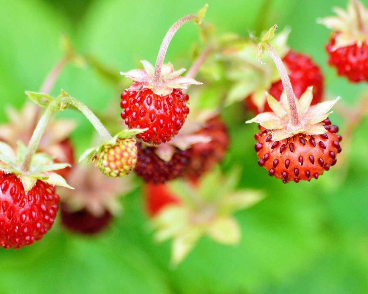 Wild Strawberry screenshot #1 1280x1024