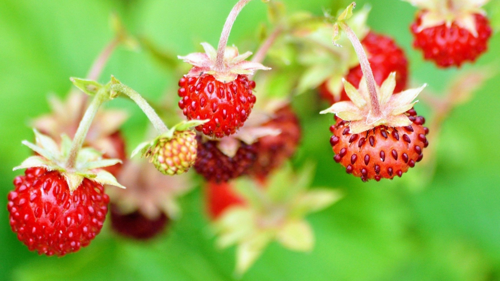 Wild Strawberry screenshot #1 1600x900