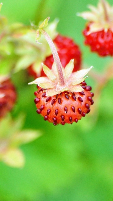 Das Wild Strawberry Wallpaper 360x640