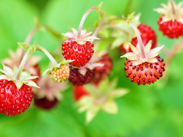 Wild Strawberry screenshot #1 640x480