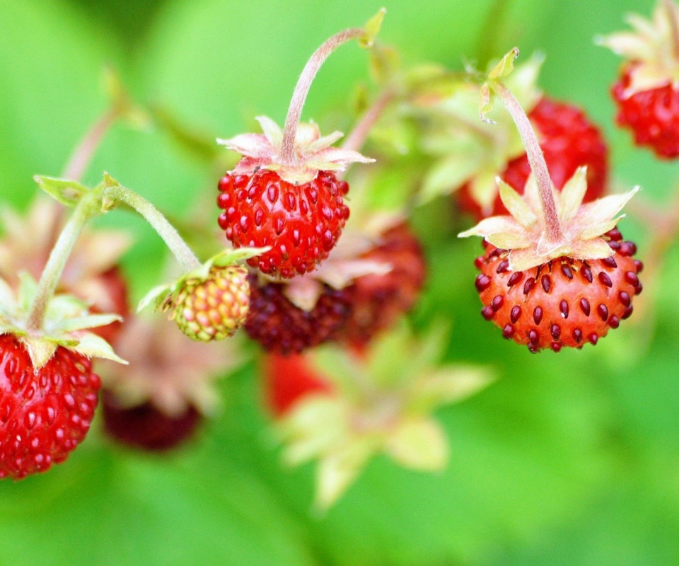 Wild Strawberry wallpaper 960x800