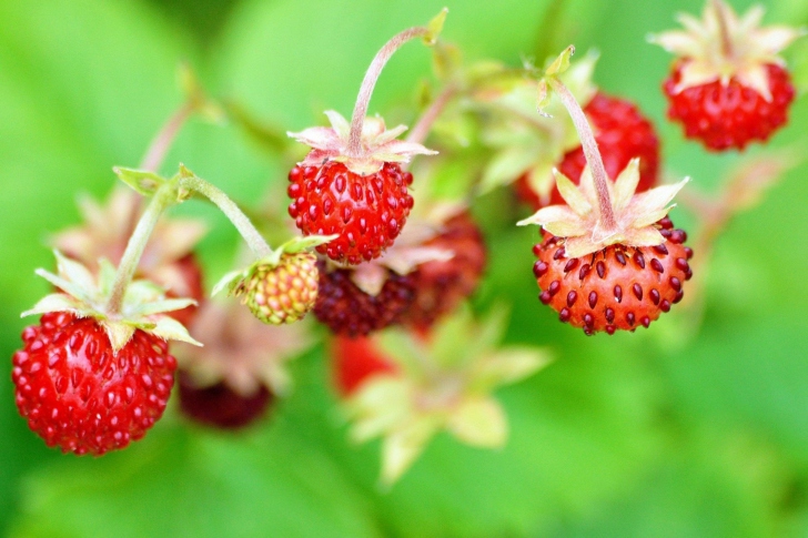 Fondo de pantalla Wild Strawberry