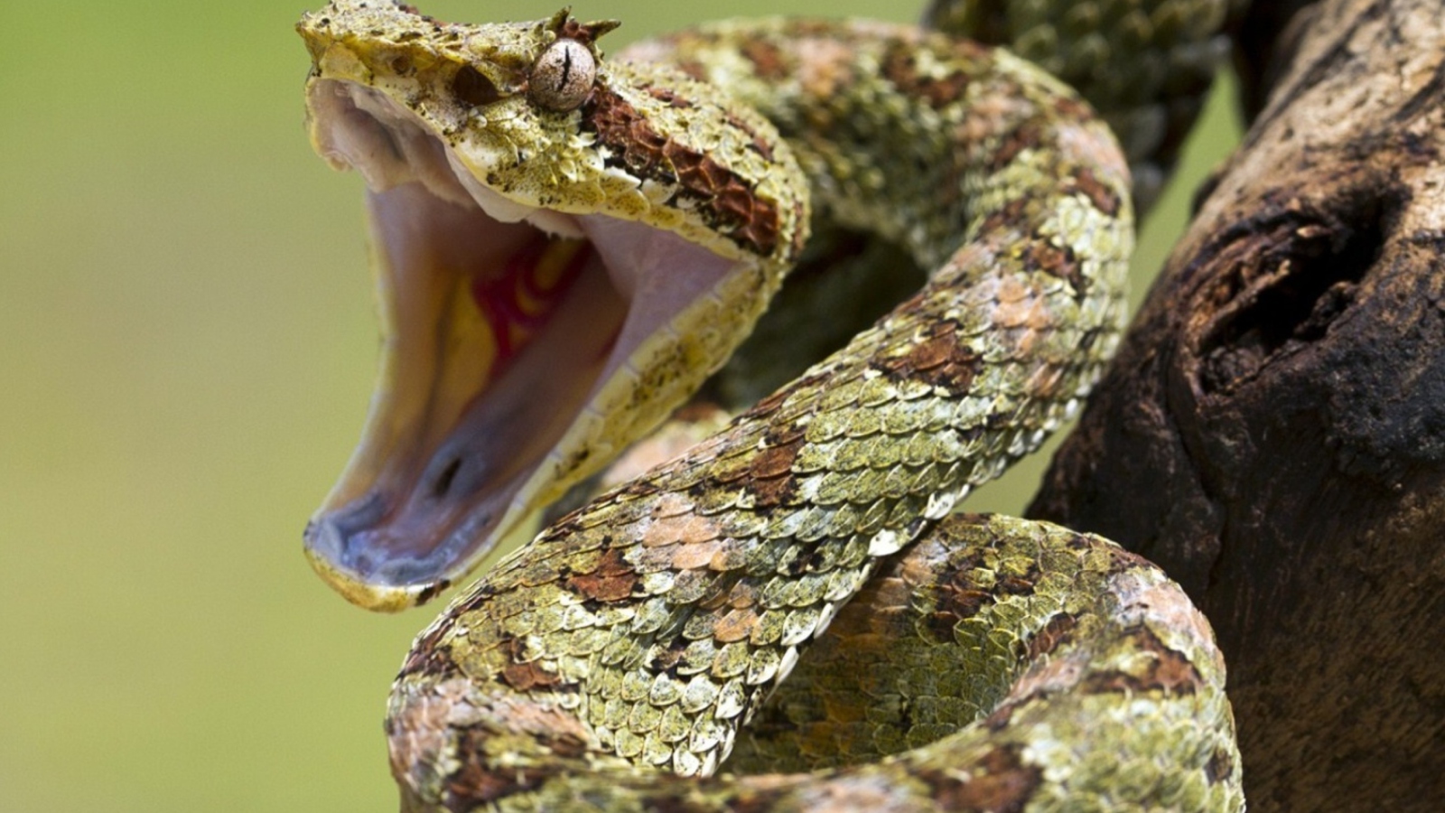 Pit Viper wallpaper 1600x900