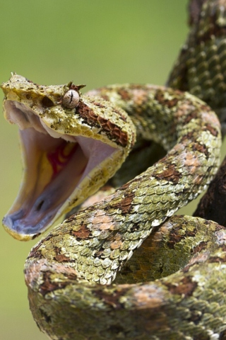 Pit Viper wallpaper 320x480