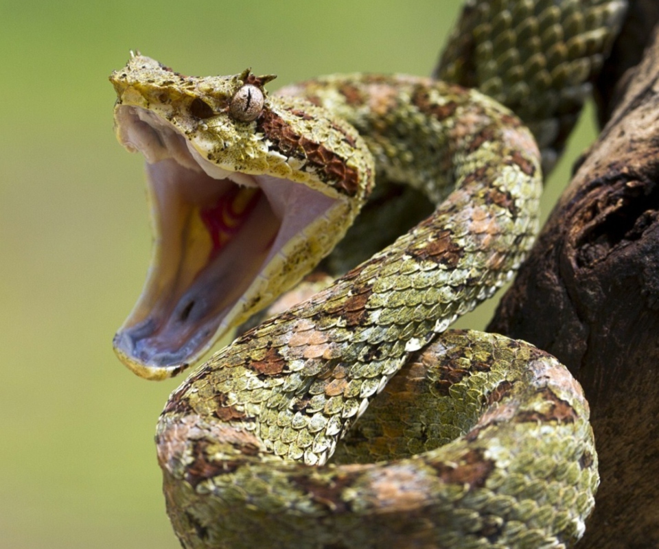 Pit Viper wallpaper 960x800