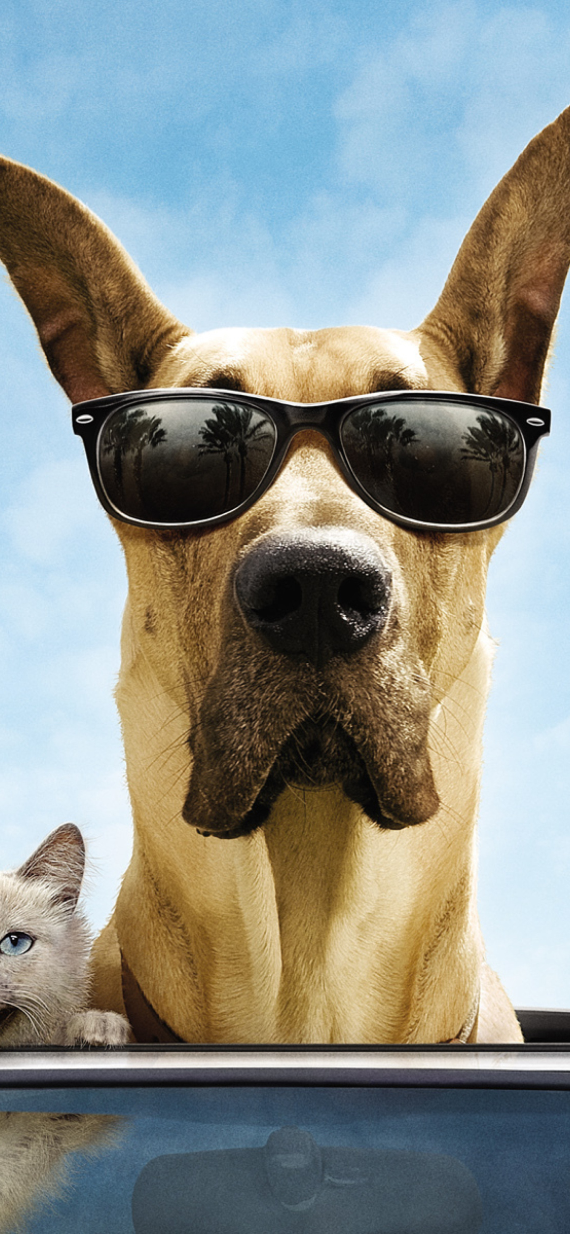 Sfondi Funny Dog In Sunglasses 1170x2532