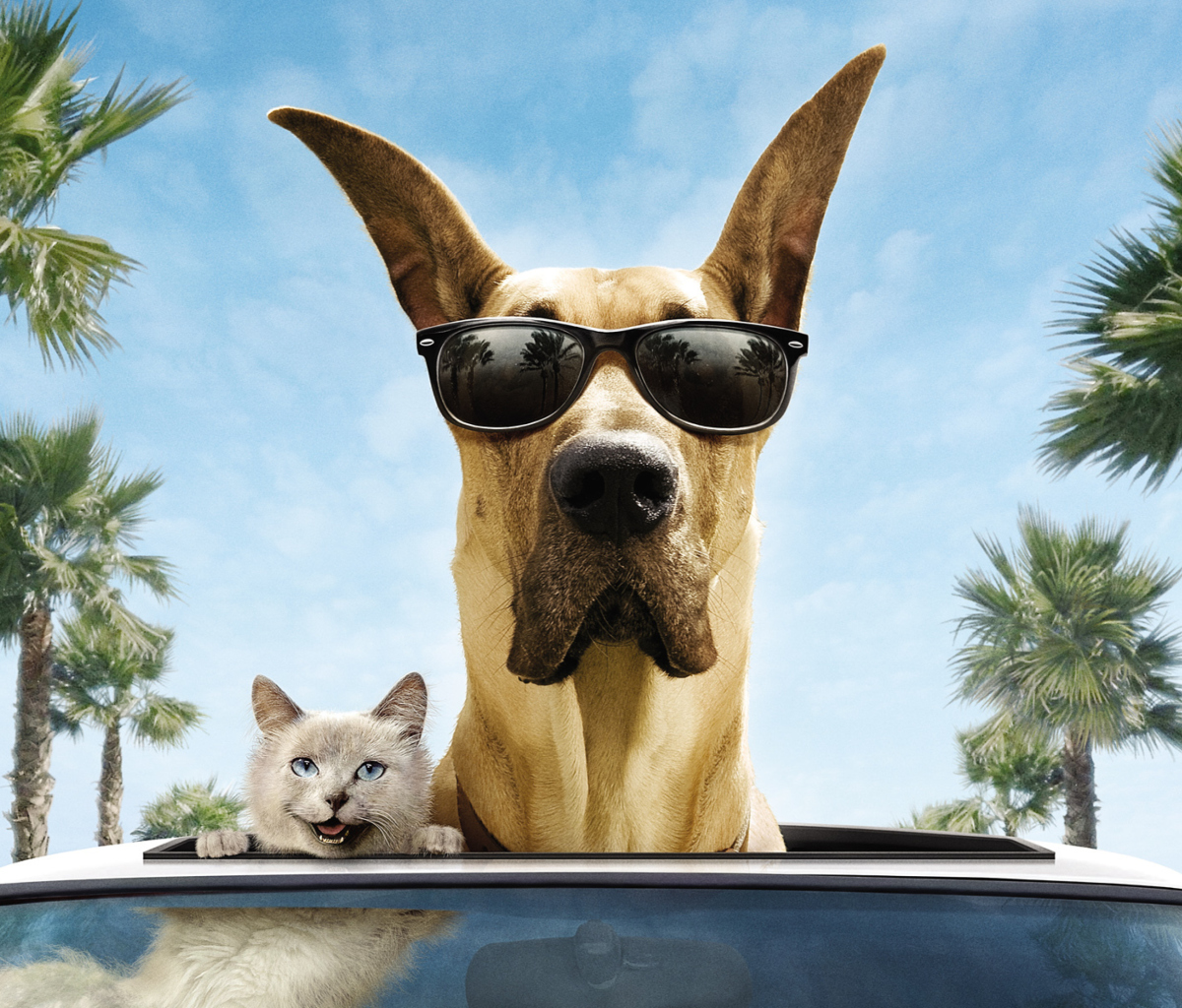 Das Funny Dog In Sunglasses Wallpaper 1200x1024