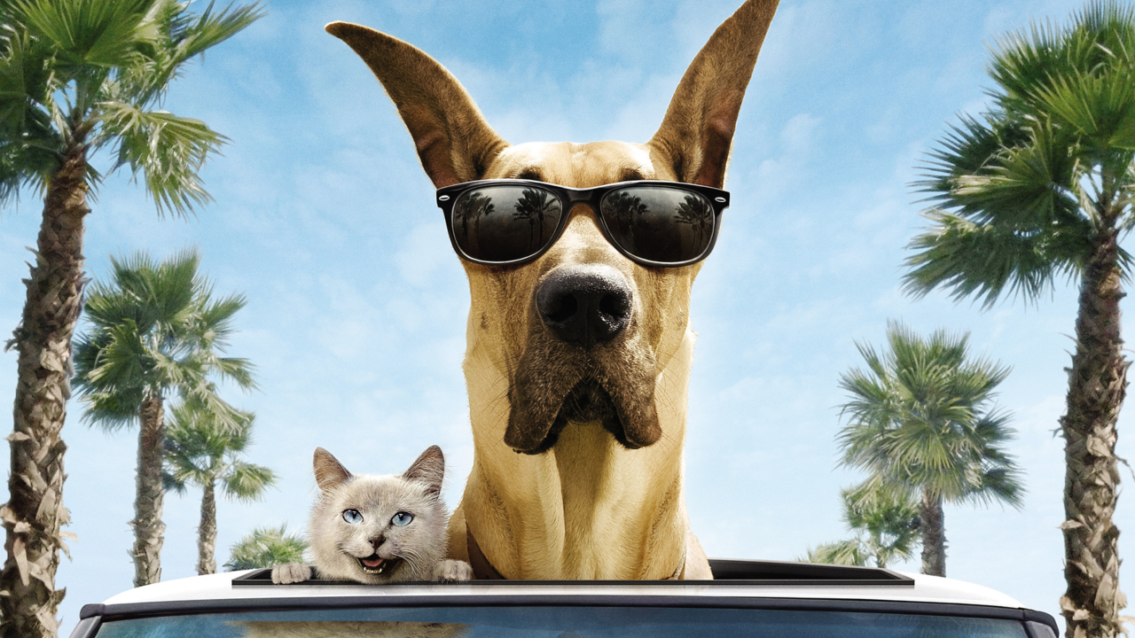 Funny Dog In Sunglasses wallpaper 1280x720