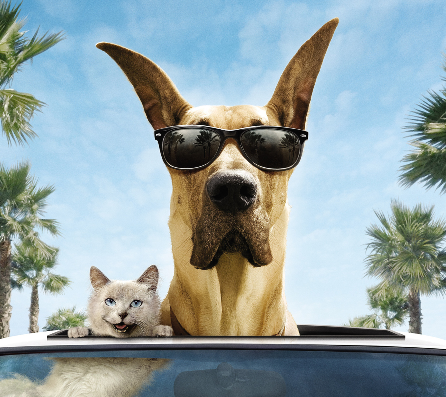 Fondo de pantalla Funny Dog In Sunglasses 1440x1280