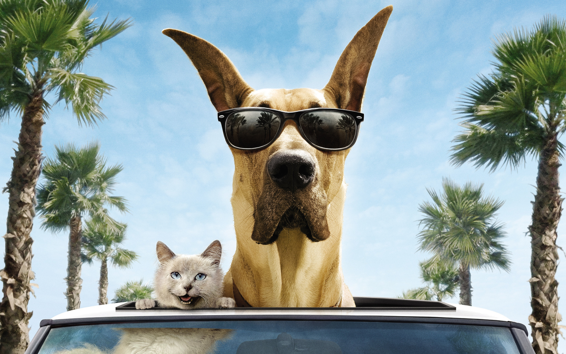 Sfondi Funny Dog In Sunglasses 1920x1200
