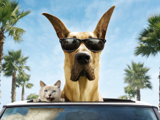 Das Funny Dog In Sunglasses Wallpaper 320x240