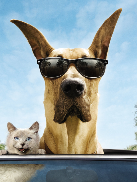 Обои Funny Dog In Sunglasses 480x640