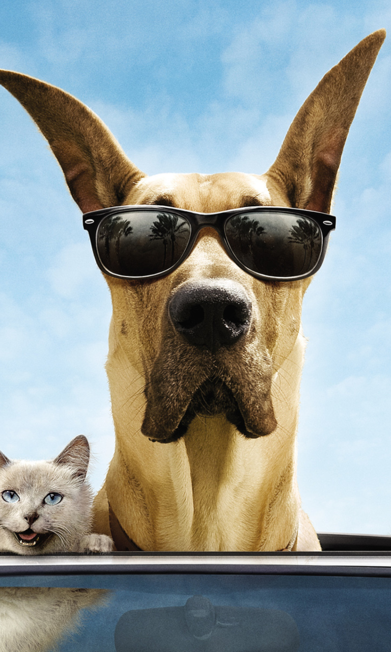 Sfondi Funny Dog In Sunglasses 768x1280