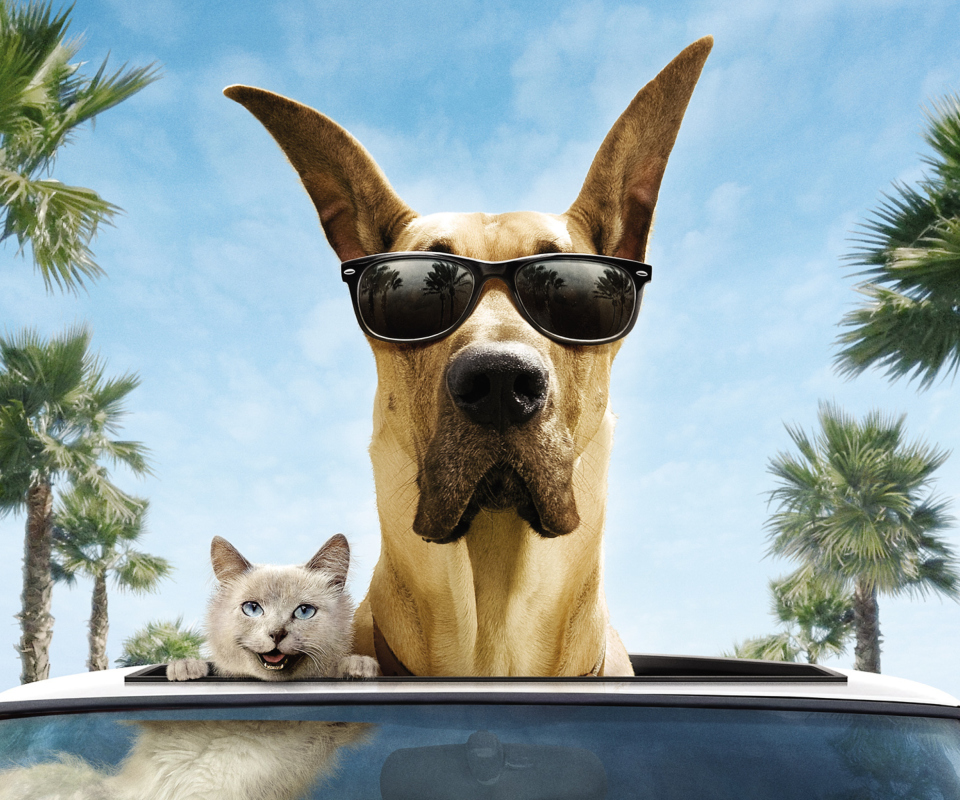 Das Funny Dog In Sunglasses Wallpaper 960x800