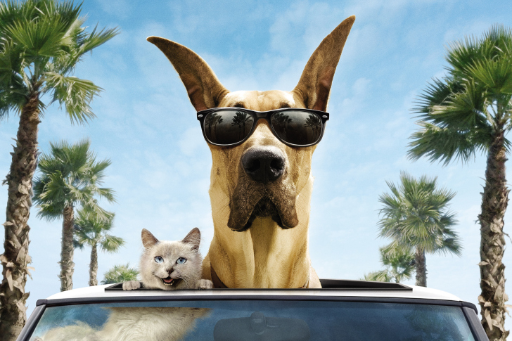 Fondo de pantalla Funny Dog In Sunglasses