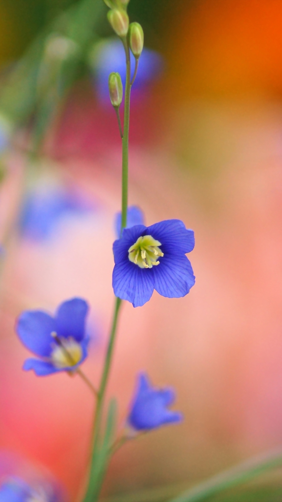 Blue Flower wallpaper 1080x1920