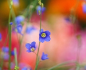 Обои Blue Flower 176x144
