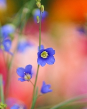 Sfondi Blue Flower 176x220