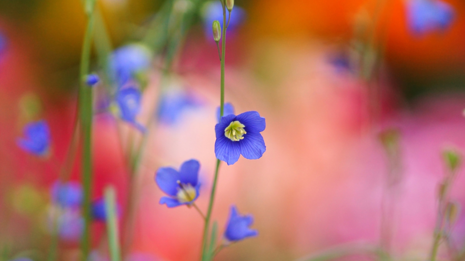 Fondo de pantalla Blue Flower 1920x1080