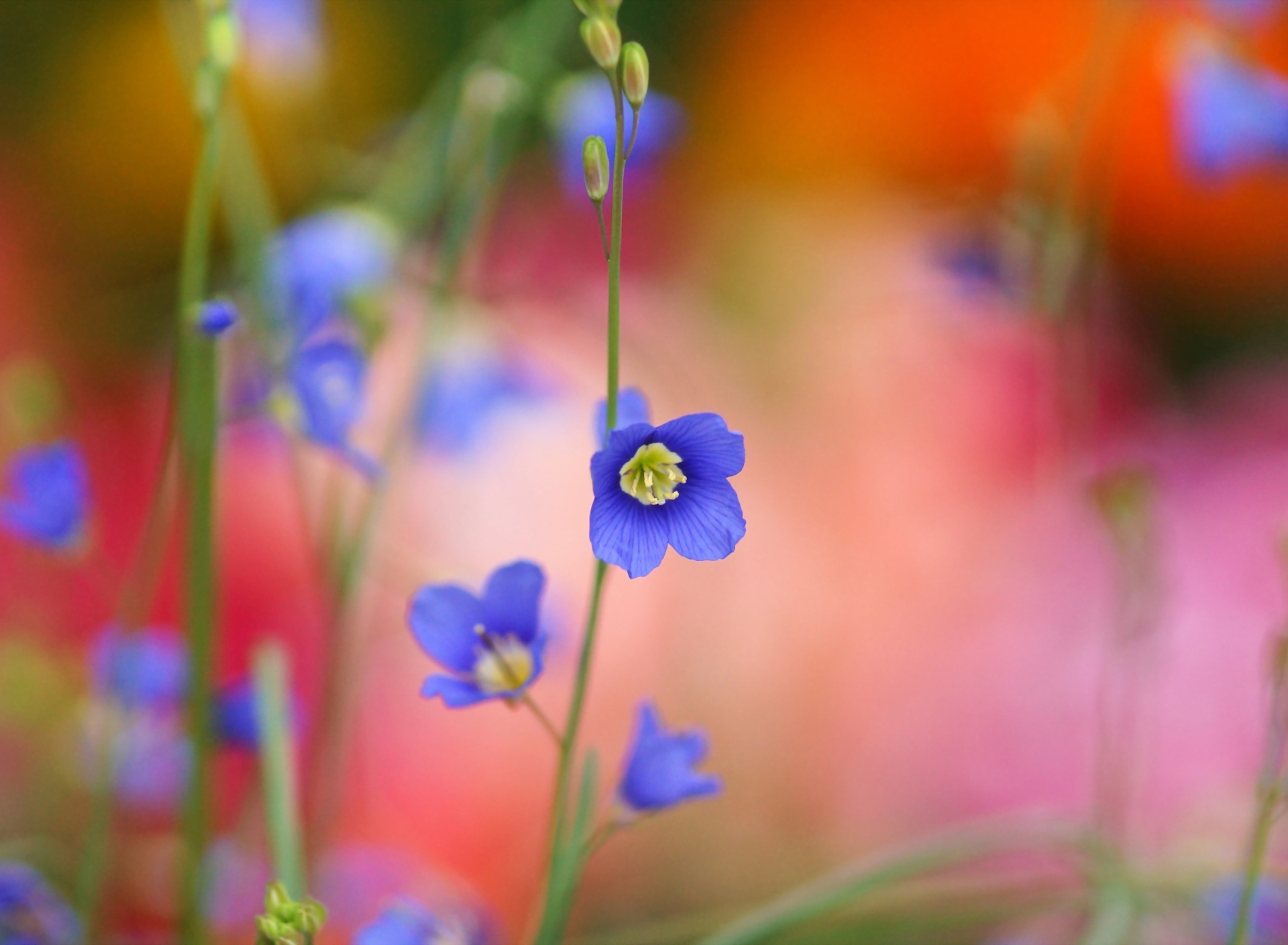 Fondo de pantalla Blue Flower 1920x1408