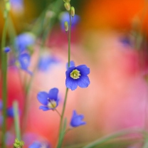 Fondo de pantalla Blue Flower 208x208