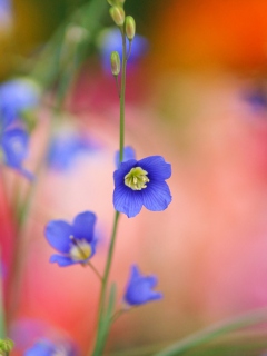 Sfondi Blue Flower 240x320