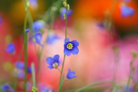 Sfondi Blue Flower 480x320